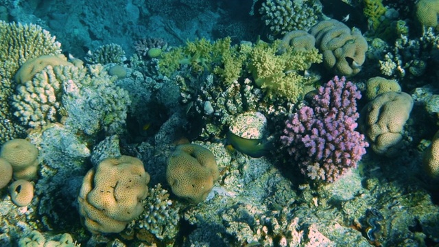 珊瑚礁与海鱼水下海景视频素材