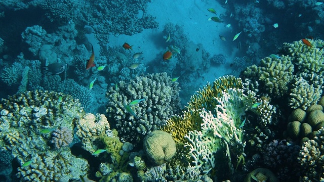 珊瑚礁与海鱼水下海景视频素材