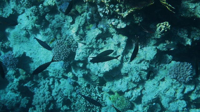 珊瑚礁与海鱼水下海景视频素材