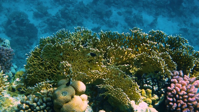 水下珊瑚礁与鱼类海景视频素材