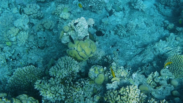 水下珊瑚礁与鱼类海景视频素材