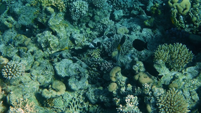 水下珊瑚礁与鱼类海景视频素材