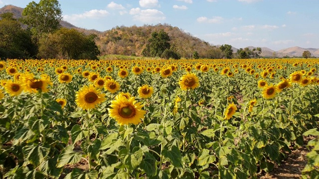 夏天的向日葵田视频素材