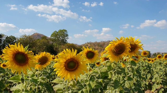 夏天的向日葵田视频素材