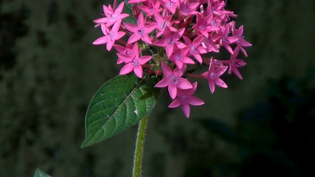 Pentas lanceolata的粉红色花朵，通常被称为埃及星团。视频素材