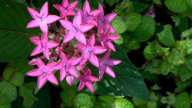 Pentas lanceolata的粉红色花朵，通常被称为埃及星团。视频素材