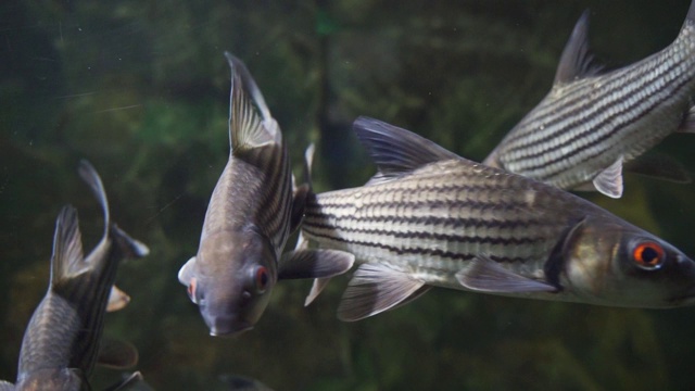 鱼在水族馆视频素材