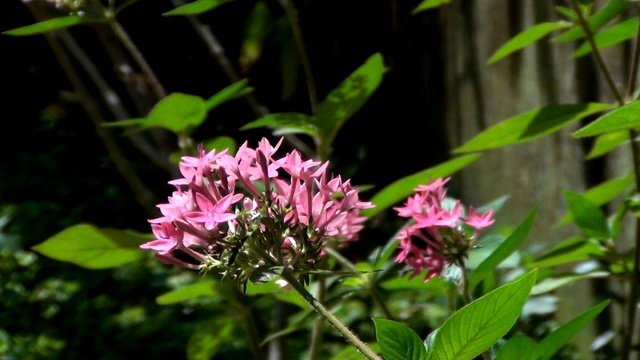 Pentas lanceolata的粉红色花朵，通常被称为埃及星团。视频素材