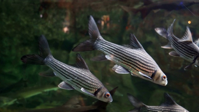 鱼在水族馆视频素材