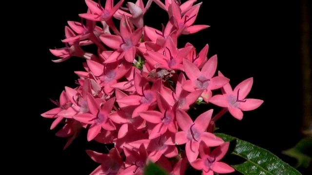 Pentas lanceolata的粉红色花朵，通常被称为埃及星团。视频素材