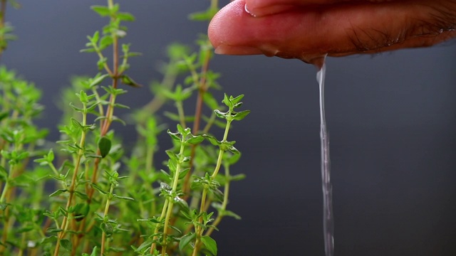 农民的手在黑色的背景上浇灌百里香植物，药草和辛辣的植物用于烹饪食物视频素材