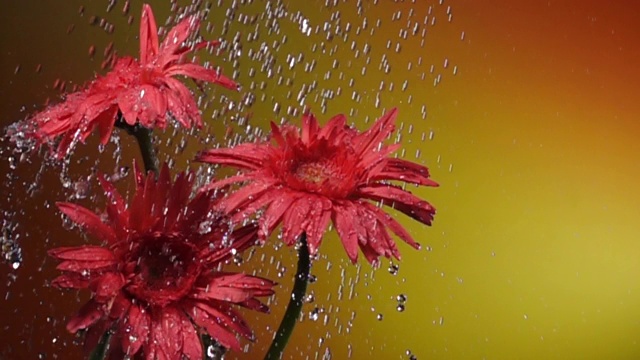 超级慢镜头:雨中的雏菊，黄色背景视频素材