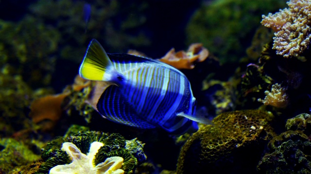 鱼在水族馆视频素材