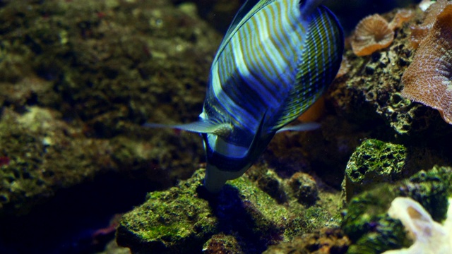 鱼在水族馆视频素材