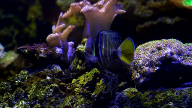 鱼在水族馆视频素材