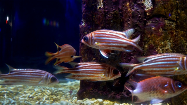 鱼在水族馆视频素材