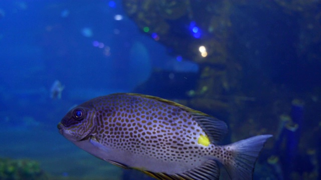 鱼在水族馆视频素材