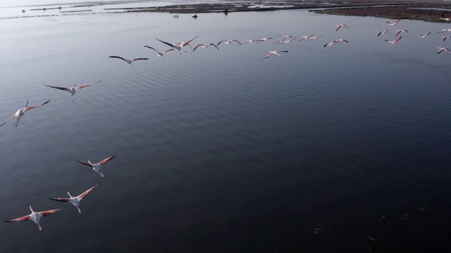 火烈鸟飞过湿地视频素材