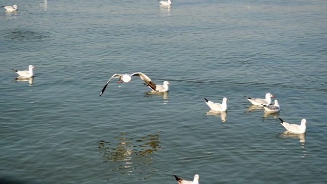 一群海鸥在海面上飞翔和漂浮视频素材