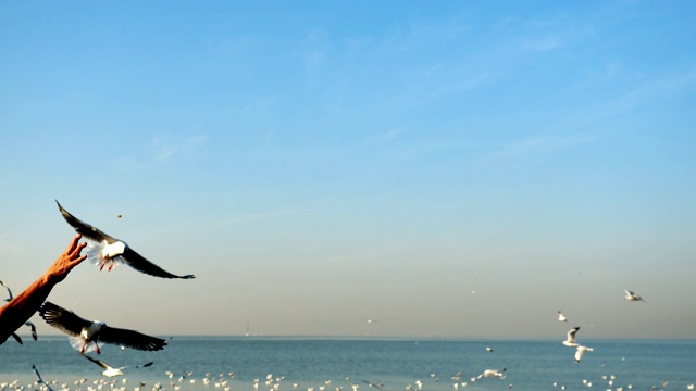 一群海鸥在海面上飞翔和漂浮视频素材