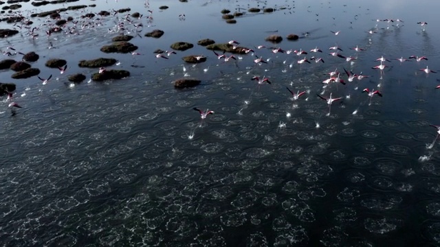 火烈鸟飞过湿地视频素材