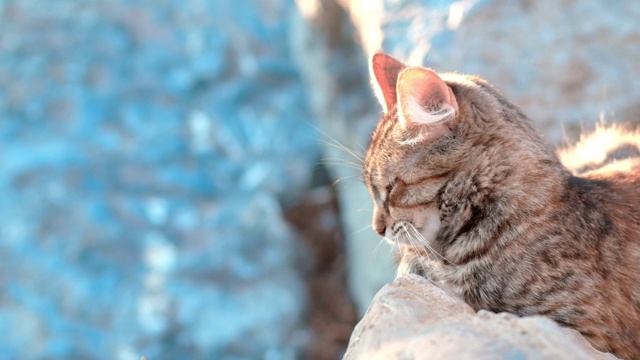 慢镜头小虎斑猫躺在一块岩石上，看着摄像机，享受着微风中的阳光。视频素材