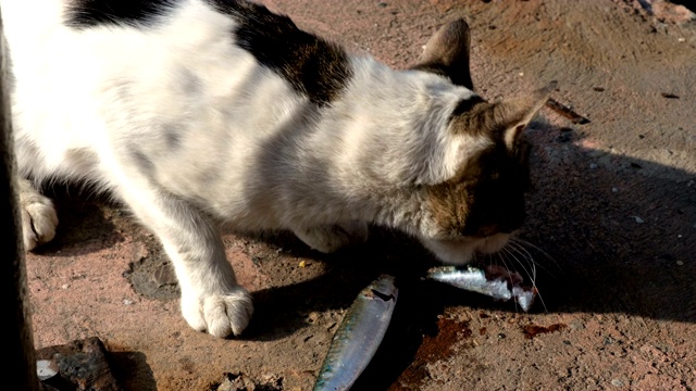 猫在街上吃鱼视频素材