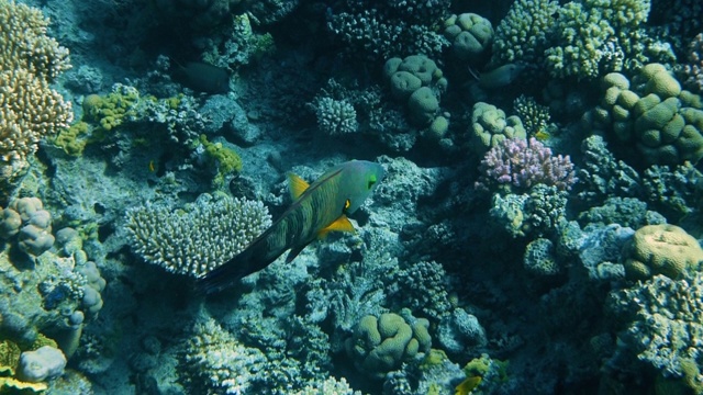 水下珊瑚礁与鱼类海景视频素材