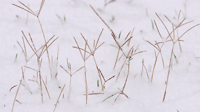 雪里冻着的草视频素材