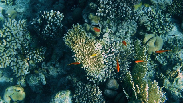 水下珊瑚礁与鱼类海景视频素材