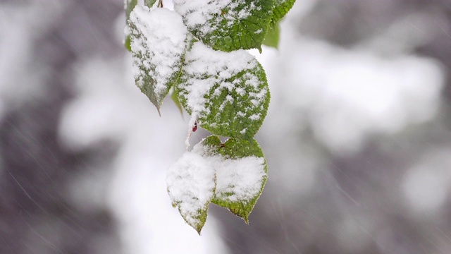 白雪覆盖了树枝上的绿叶视频素材