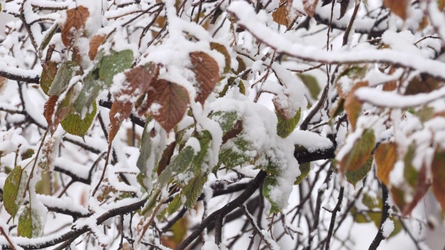 白雪覆盖了树枝上的绿叶视频素材