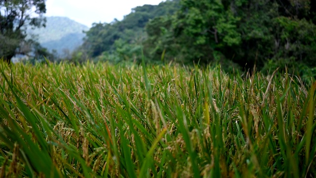 水稻收获，水稻穗准备收获，在山区稻田帮扶4K镜头。视频素材