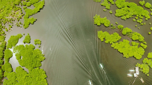 红树林和河流鸟瞰图视频素材