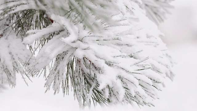 雪覆盖了а冷杉的树枝视频素材