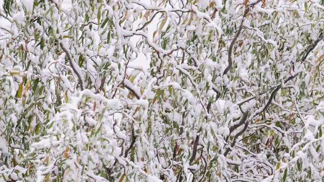 snow covers the branches of а willow tree视频素材