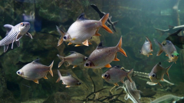 鱼在水族馆视频素材