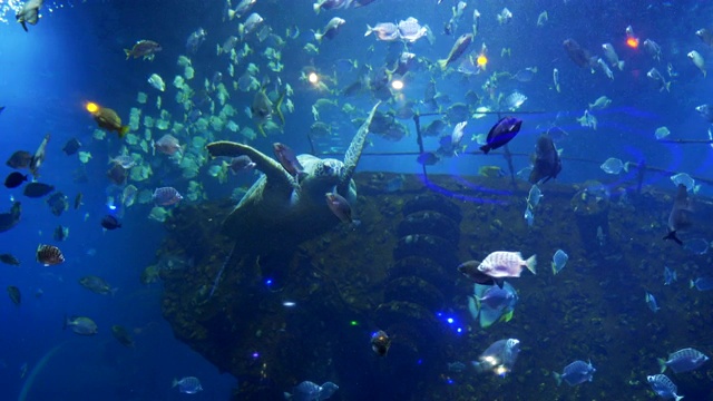 视图的水族馆视频素材