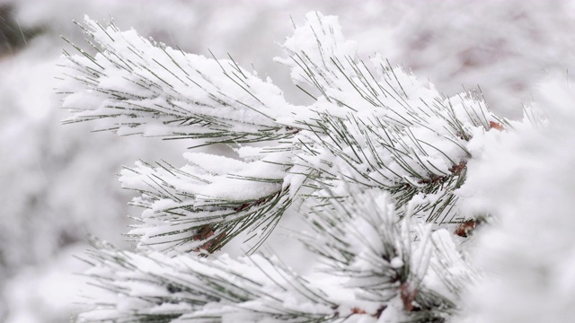 雪覆盖了а冷杉的树枝视频素材