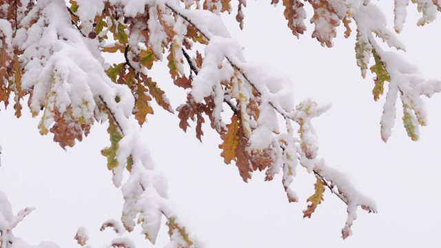 冬天，白雪覆盖了橡树的树枝视频素材