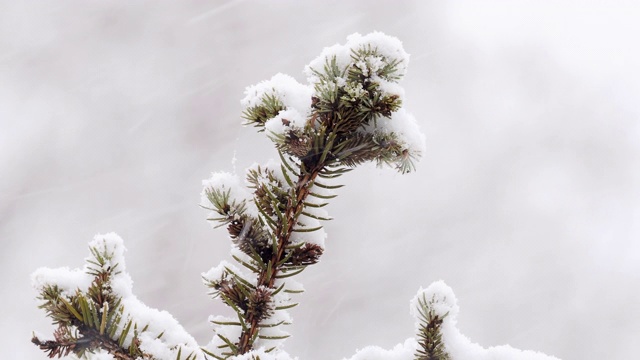 雪覆盖着一棵松树的树枝视频素材