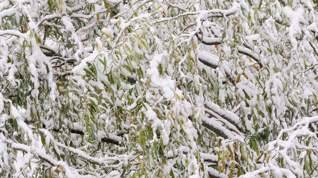 雪覆盖了а柳树的树枝视频素材