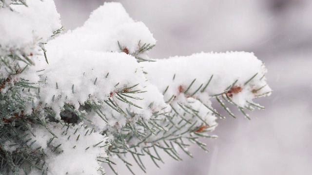 冬天雪覆盖了冷杉树枝视频素材