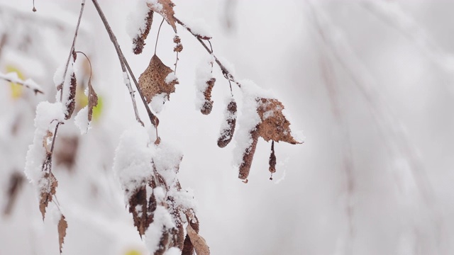 雪覆盖了а桦树的树枝视频素材