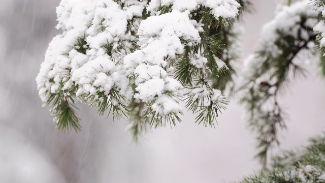 雪覆盖了а松树的树枝视频素材