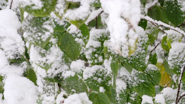 白雪覆盖了树枝上的绿叶视频素材