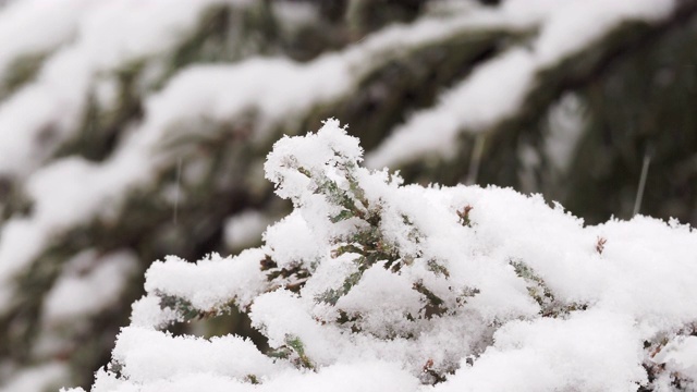 雪覆盖着树枝视频素材