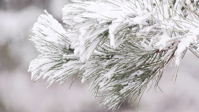 雪覆盖了а冷杉的树枝视频素材