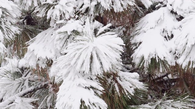 冬天雪覆盖了冷杉树枝视频素材