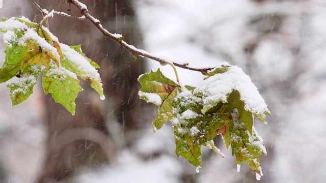 雪覆盖了树上的绿叶视频素材